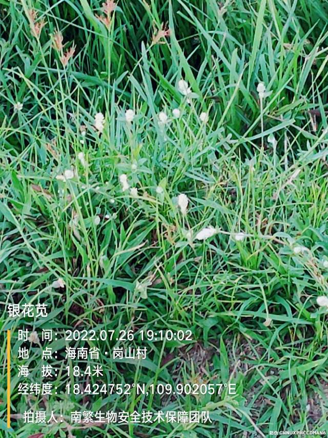 银花苋
