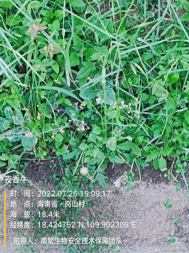 夜香牛