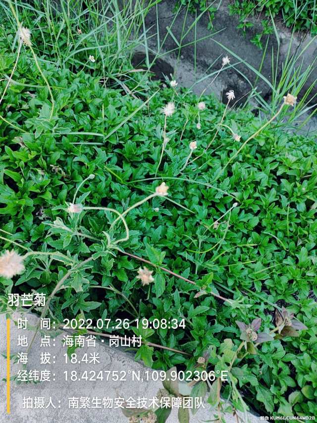 羽芒菊