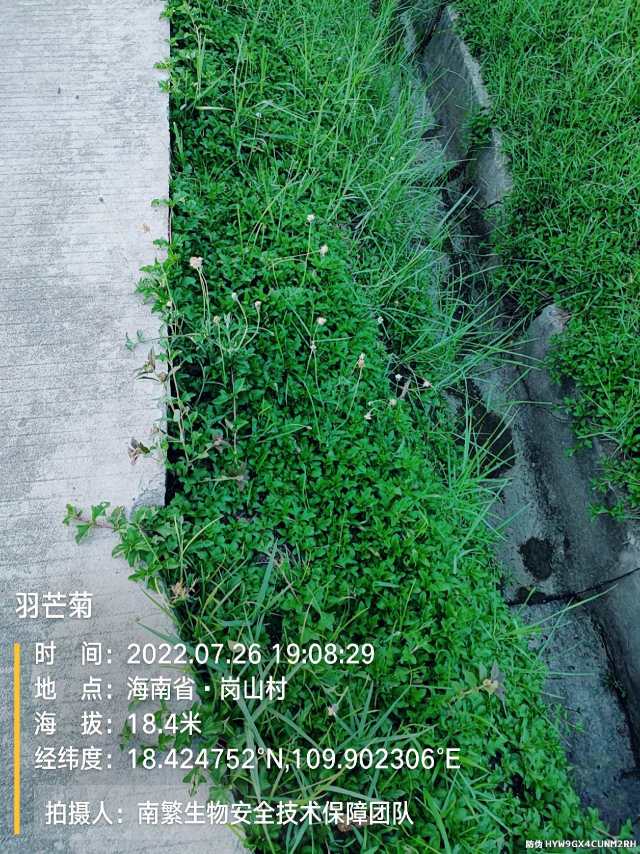 羽芒菊