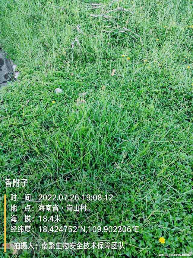 香附子