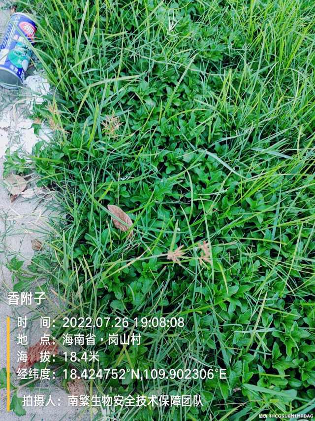 香附子