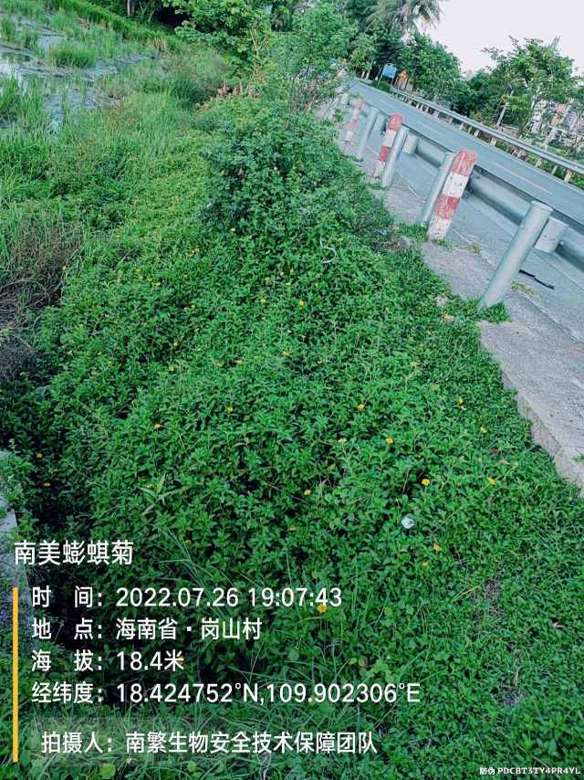 南美蟛蜞菊