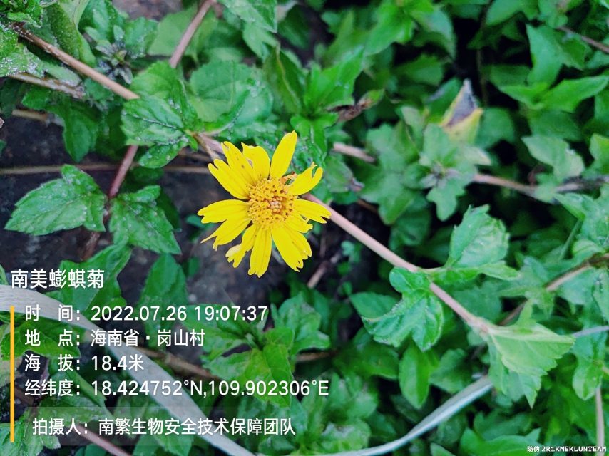 南美蟛蜞菊