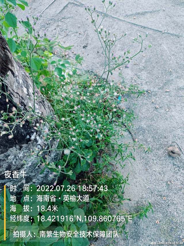 夜香牛