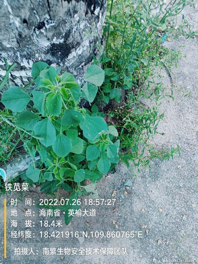 铁苋菜