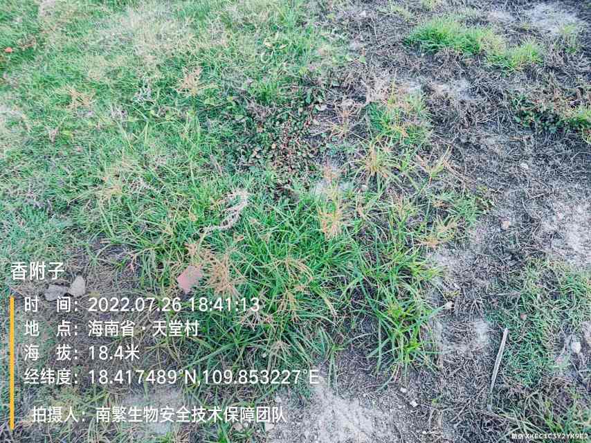 香附子