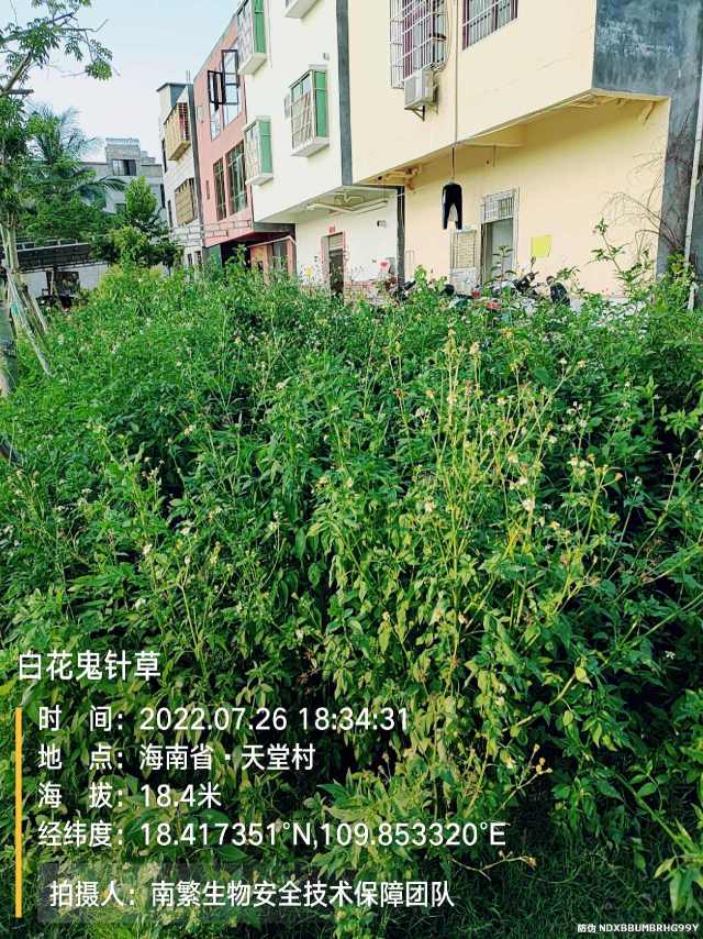 白花鬼针草
