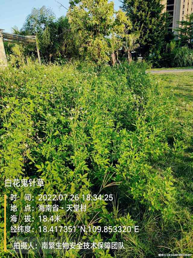 白花鬼针草