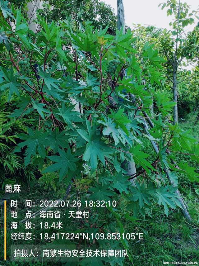 蓖麻