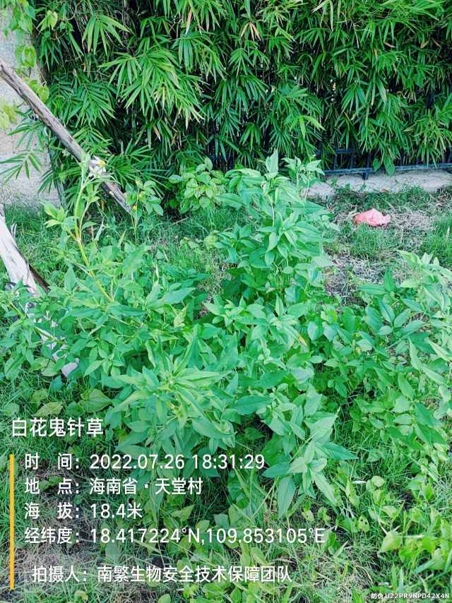 白花鬼针草