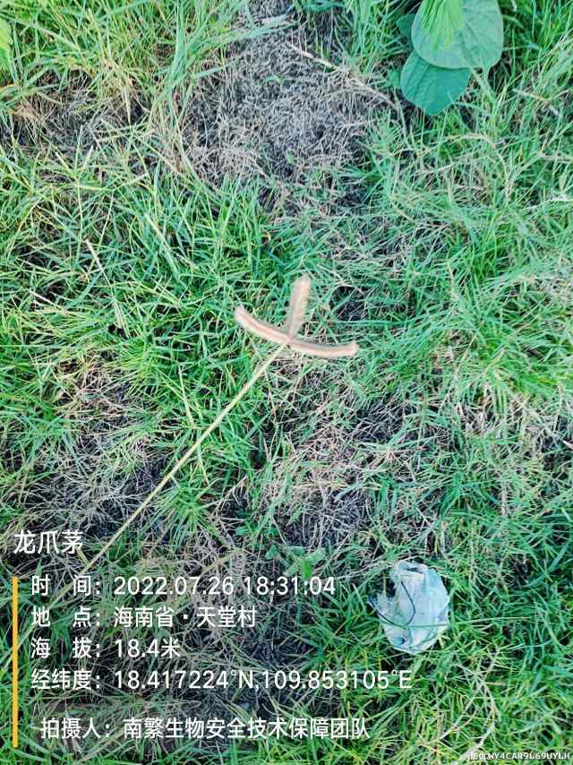 龙爪茅