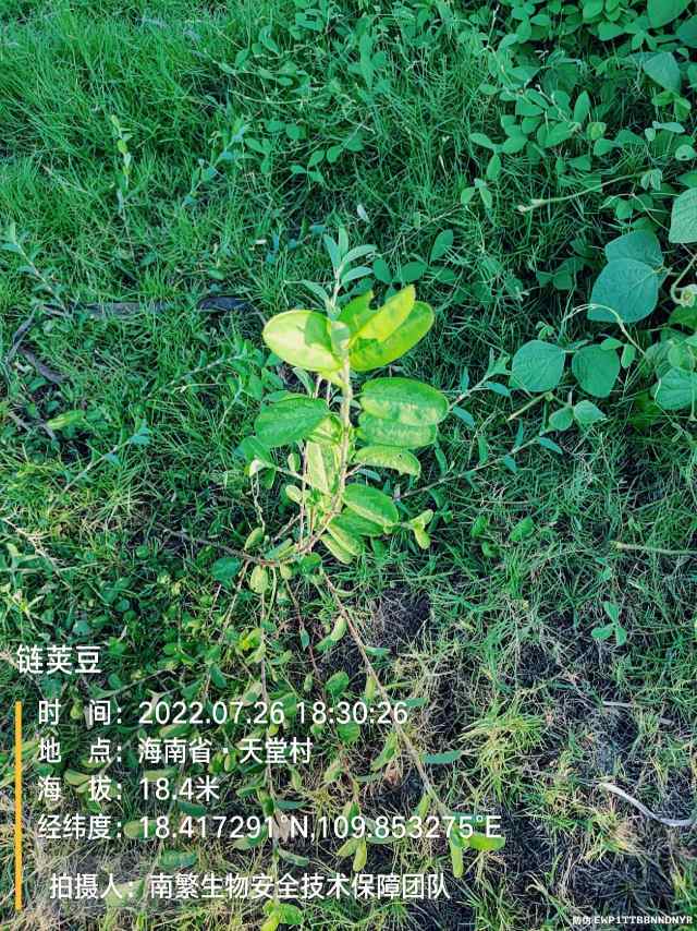 链荚豆