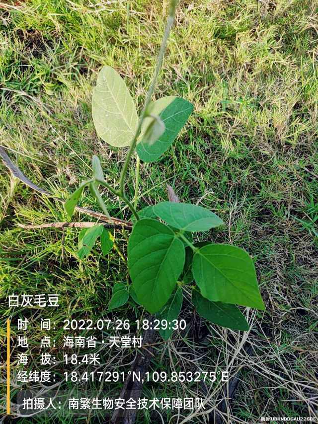 白灰毛豆
