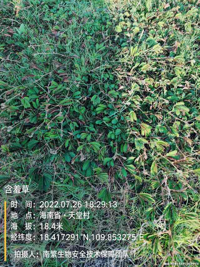 含羞草