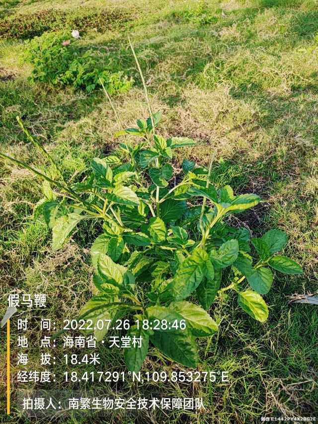 假马鞭