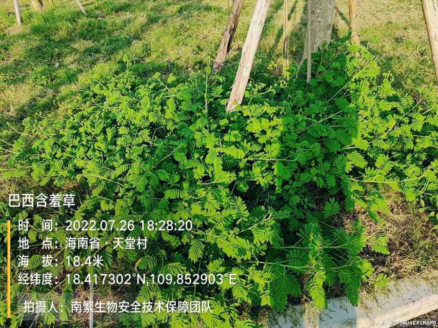 巴西含羞草