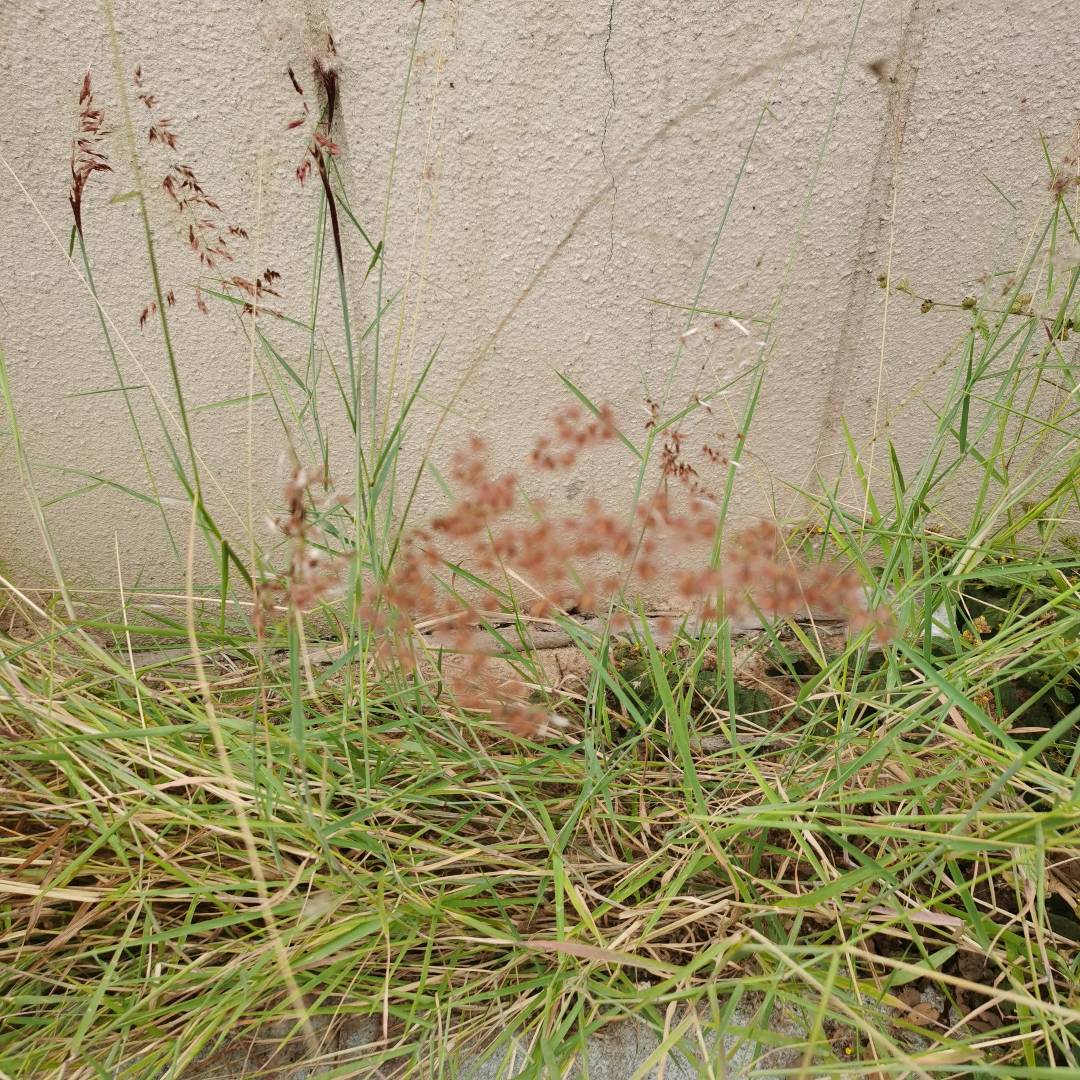 红毛草