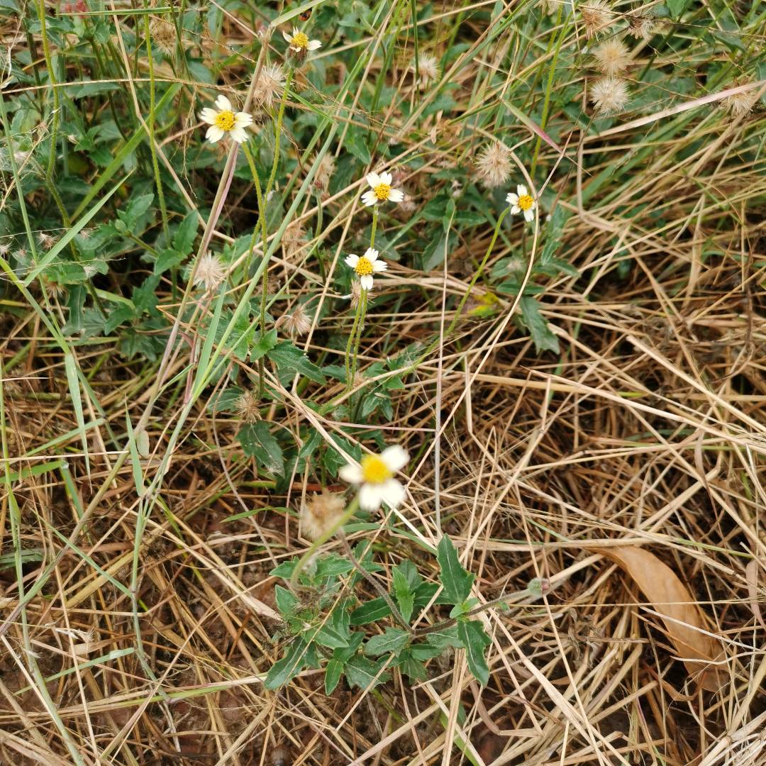 羽芒菊