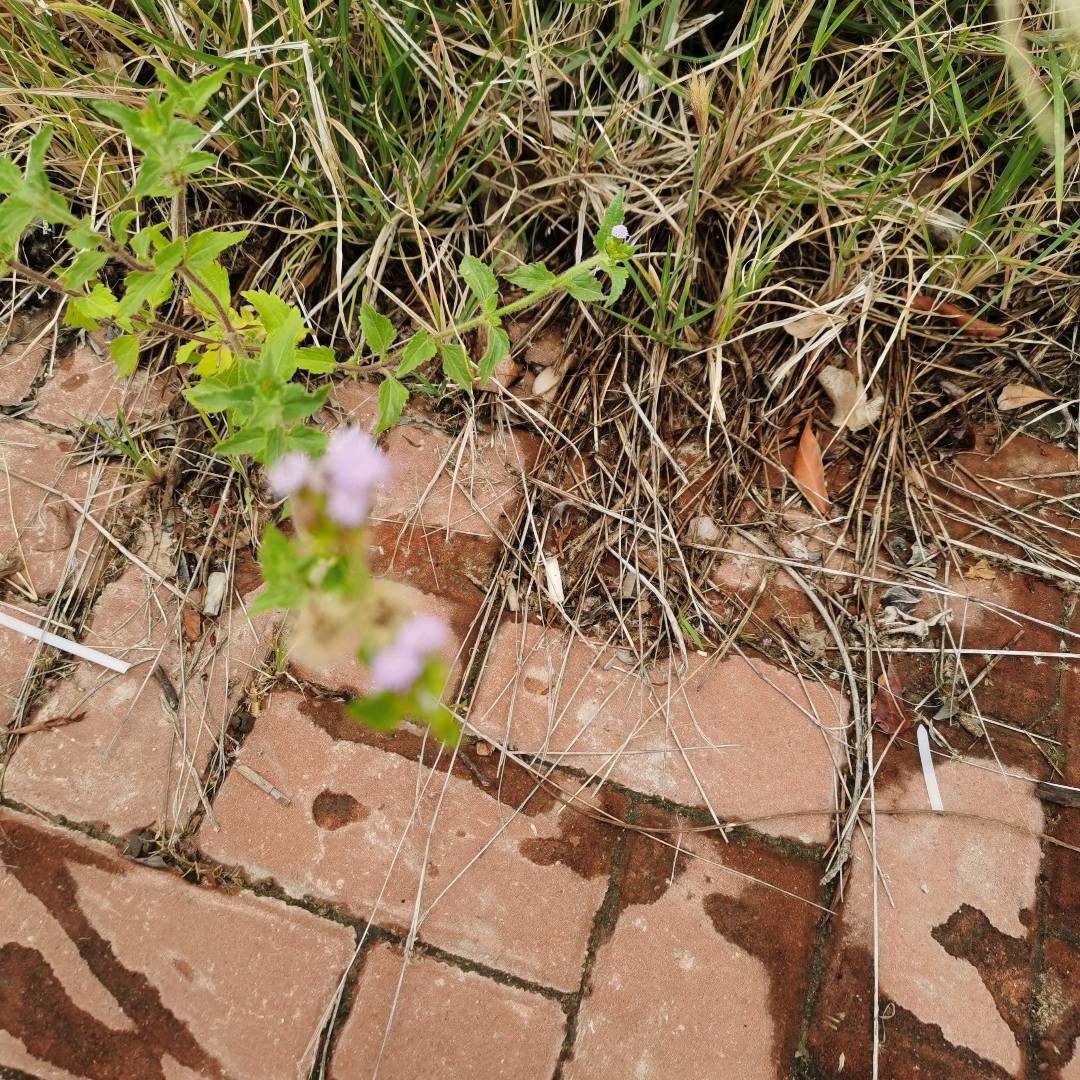 假臭草