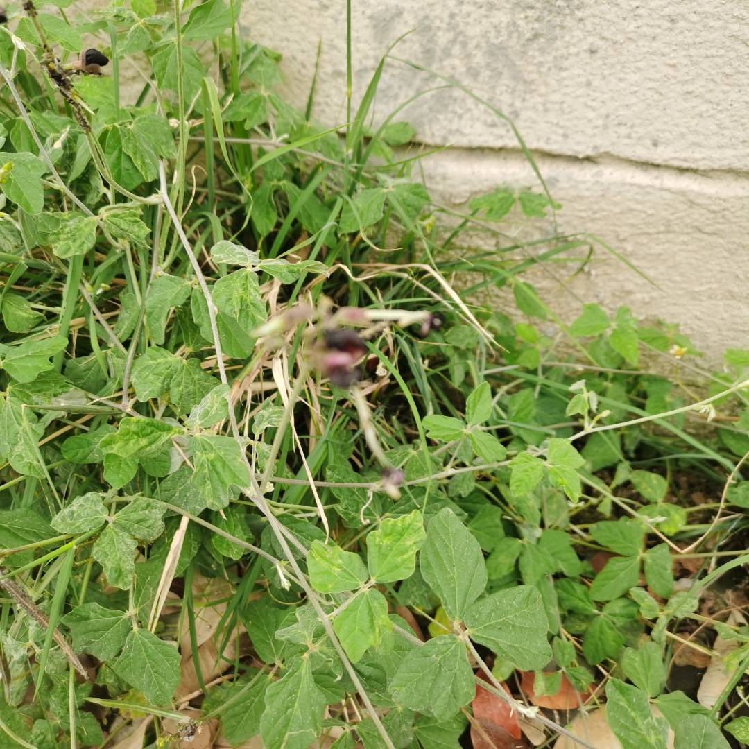 紫花大翼豆