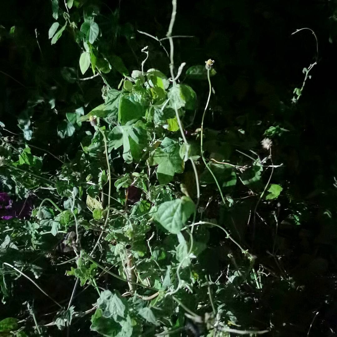 紫花大翼豆