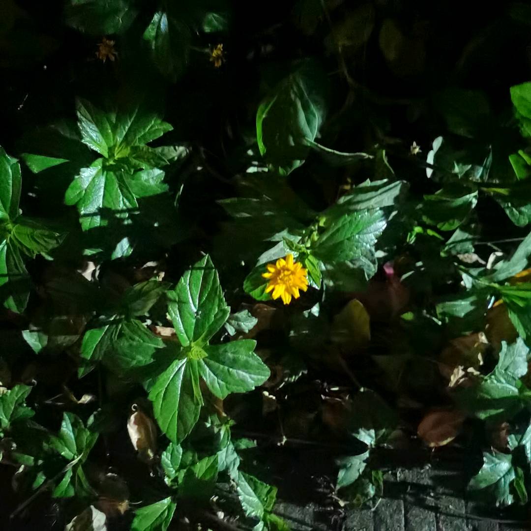 南美蟛蜞菊
