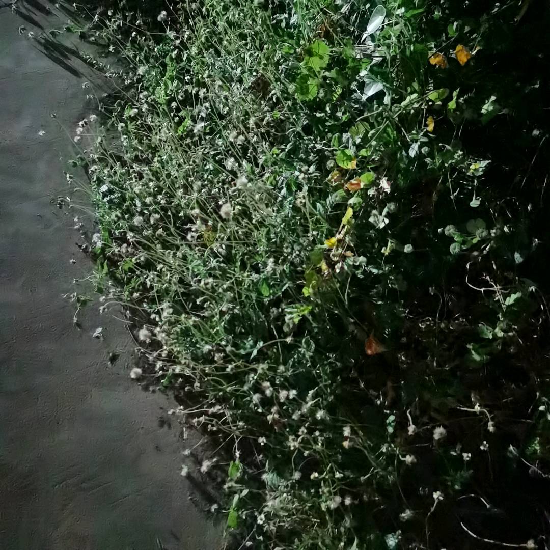 羽芒菊