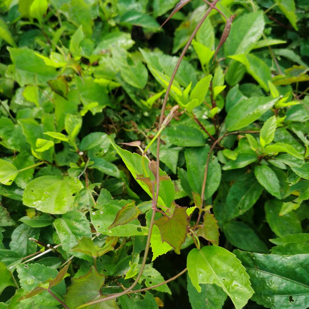 薇甘菊