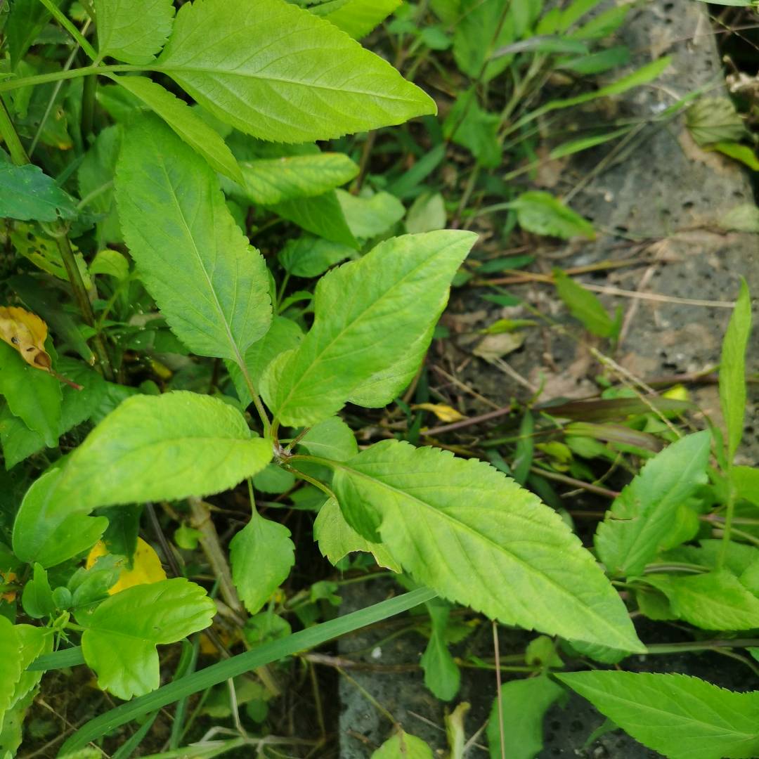 白花鬼针草