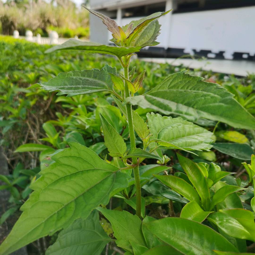 飞机草