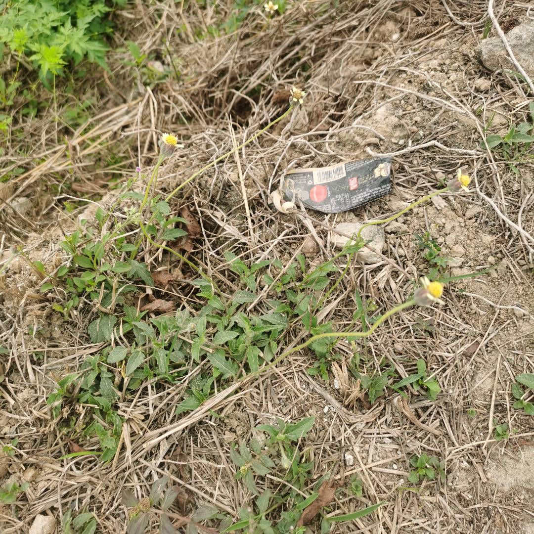 飞扬草