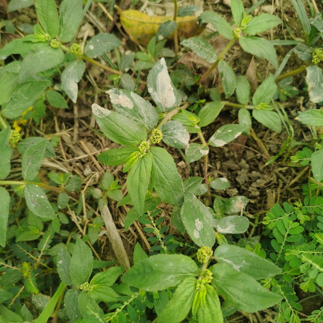 飞扬草
