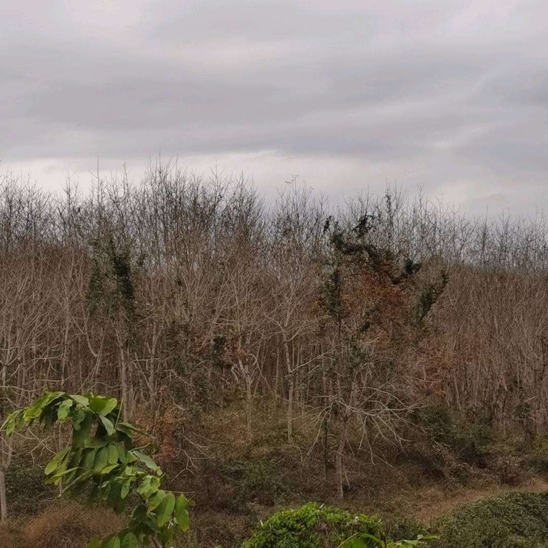 寄生