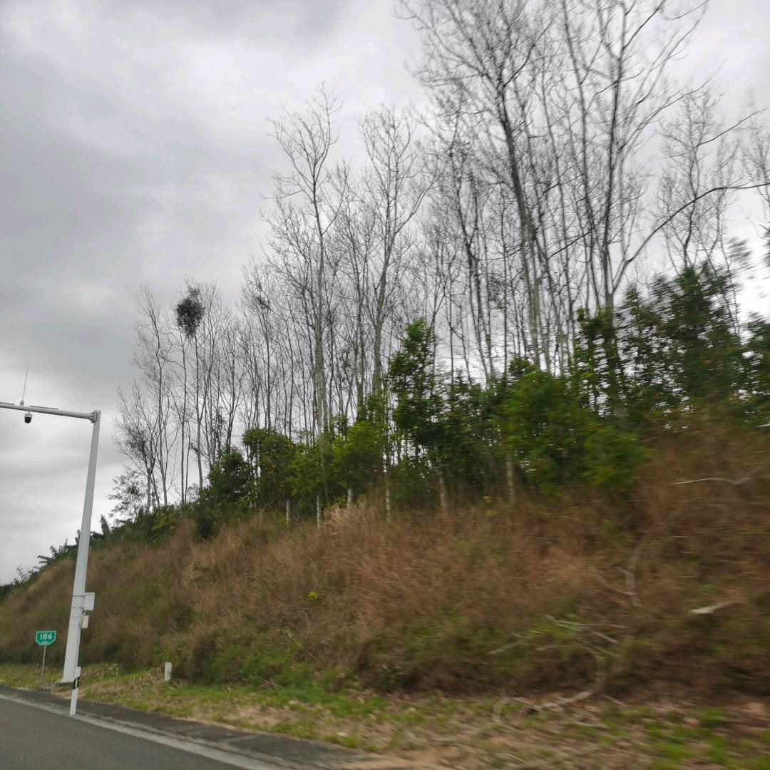 寄生