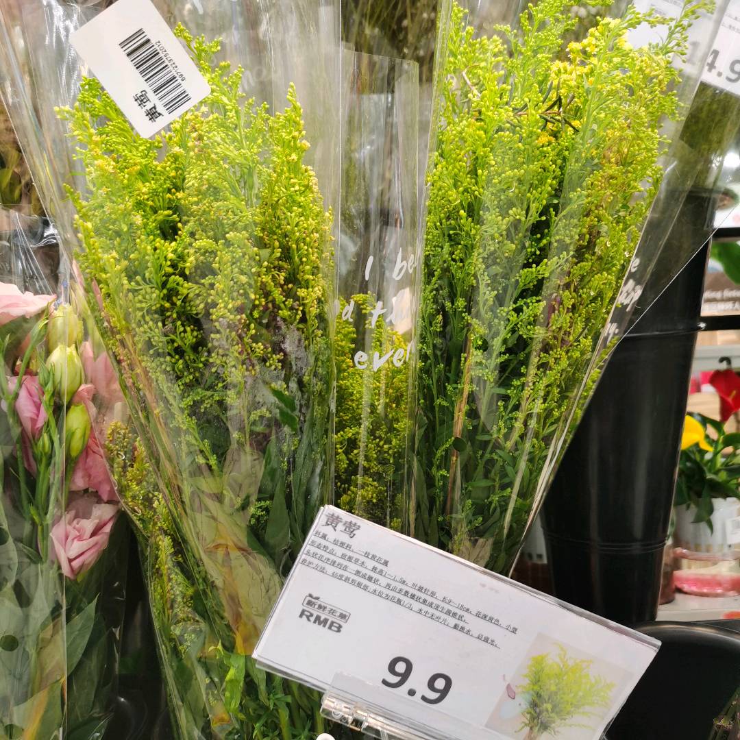 加拿大一枝黄花