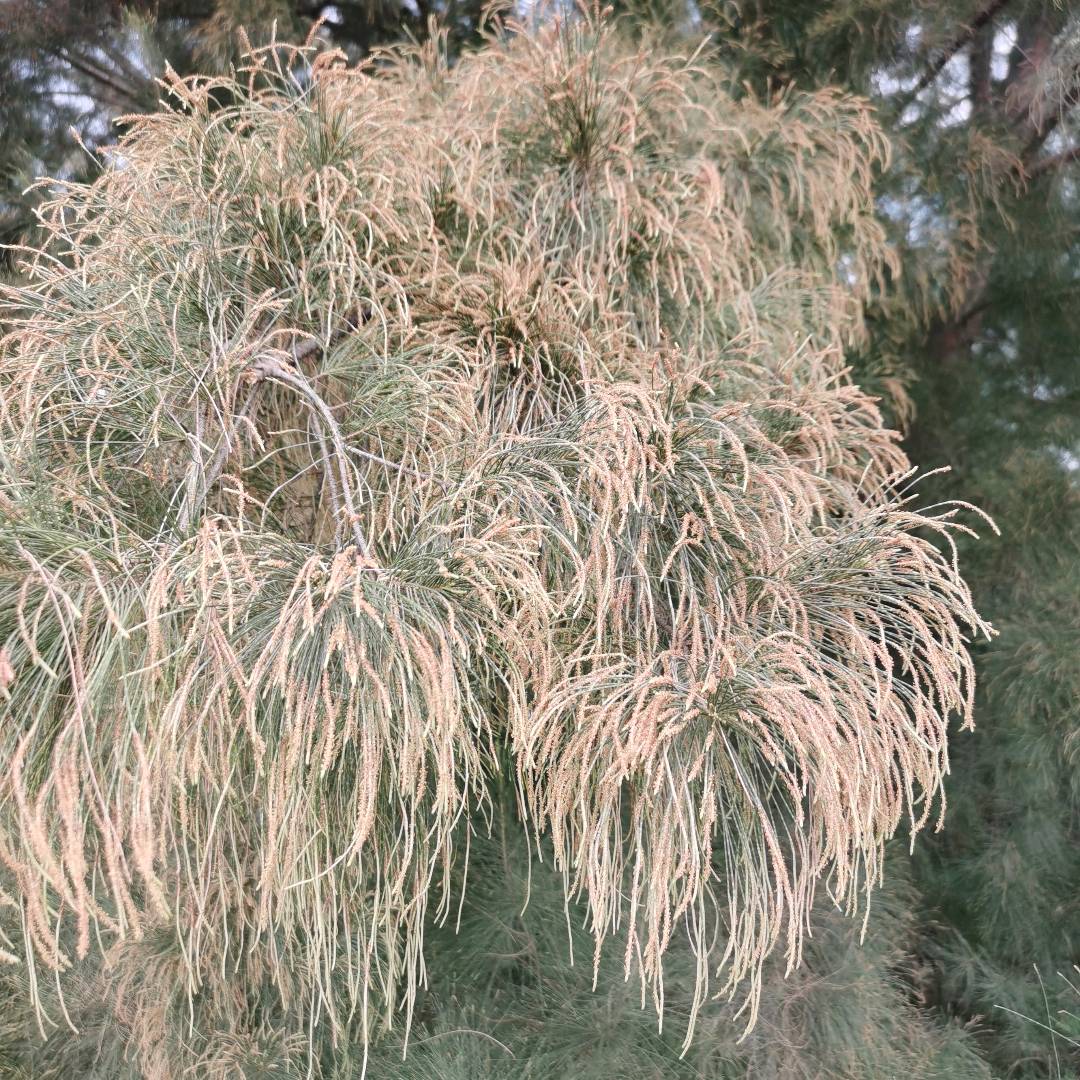 山蚂蝗树