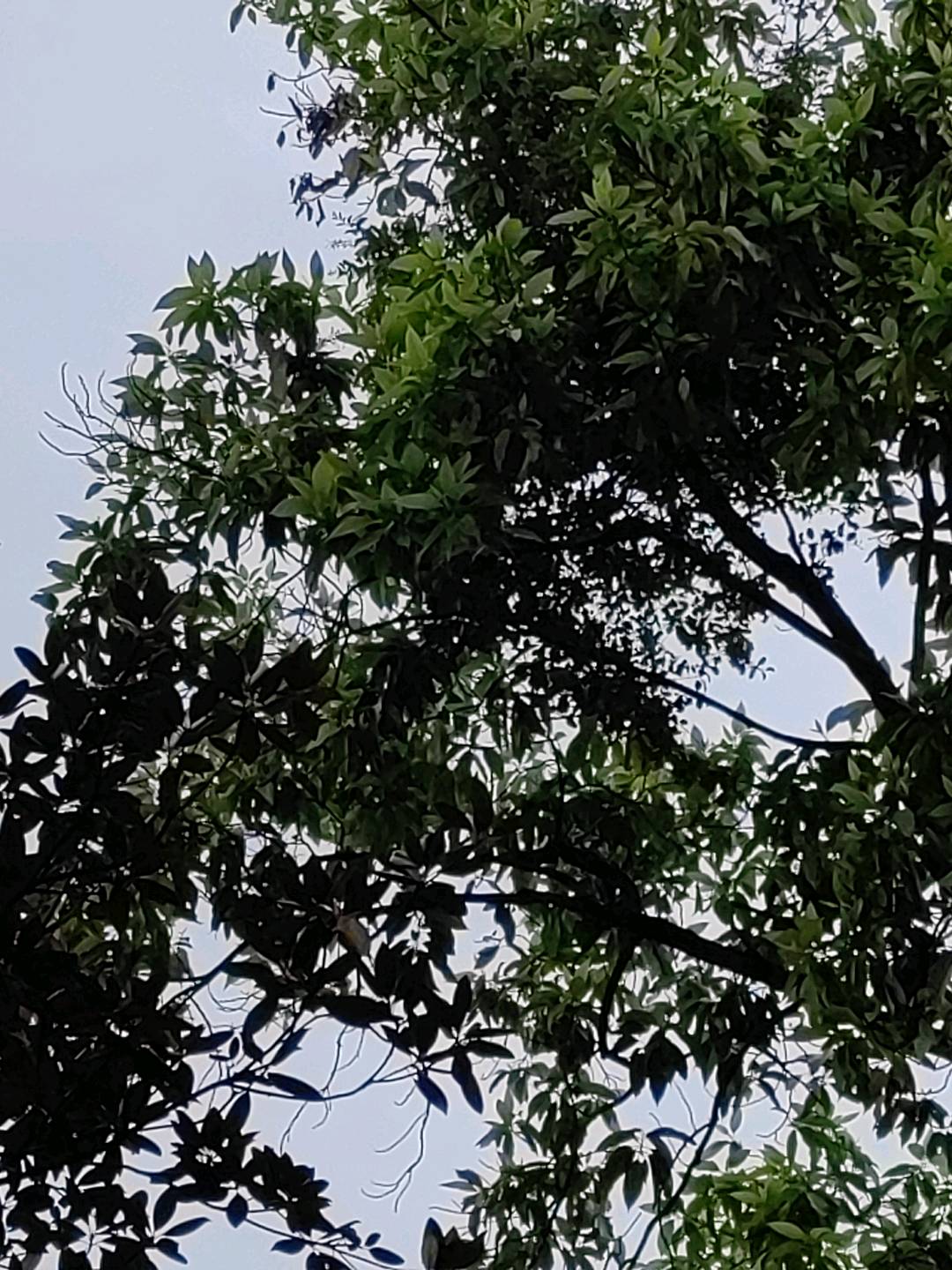 寄生