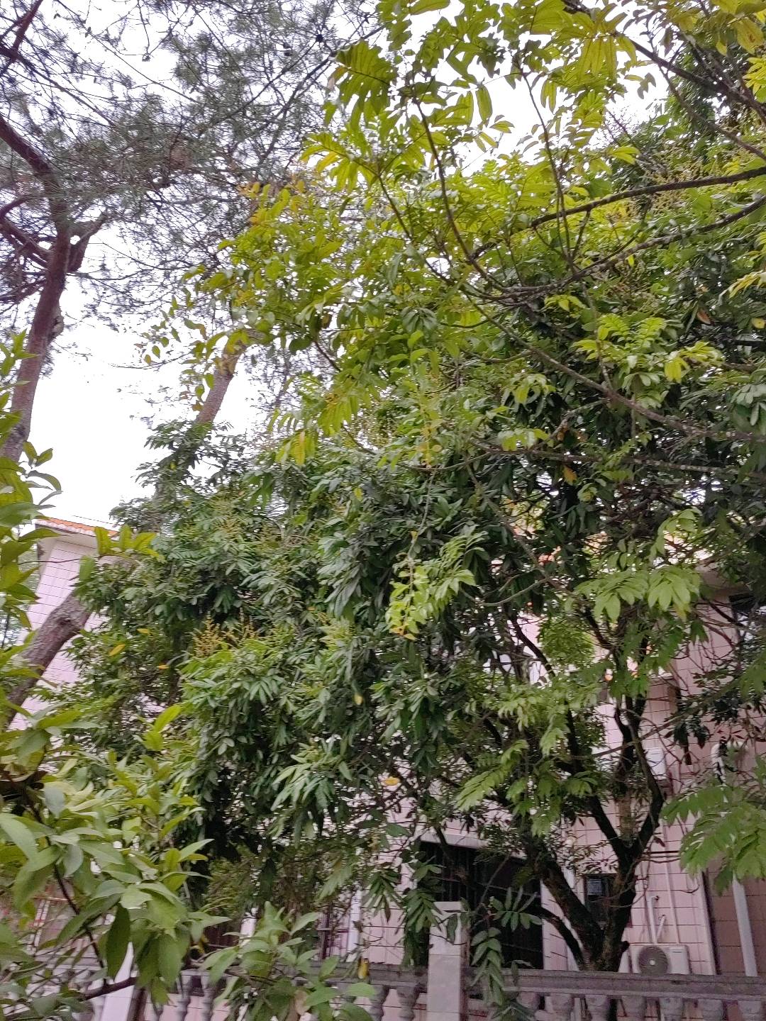 寄生