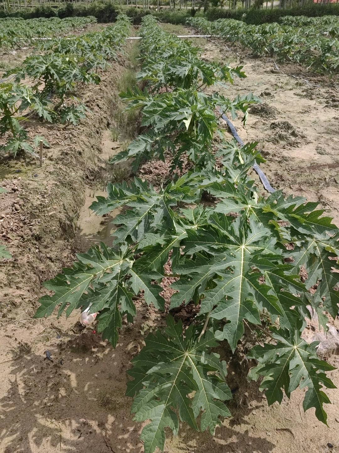 番木瓜环斑病毒