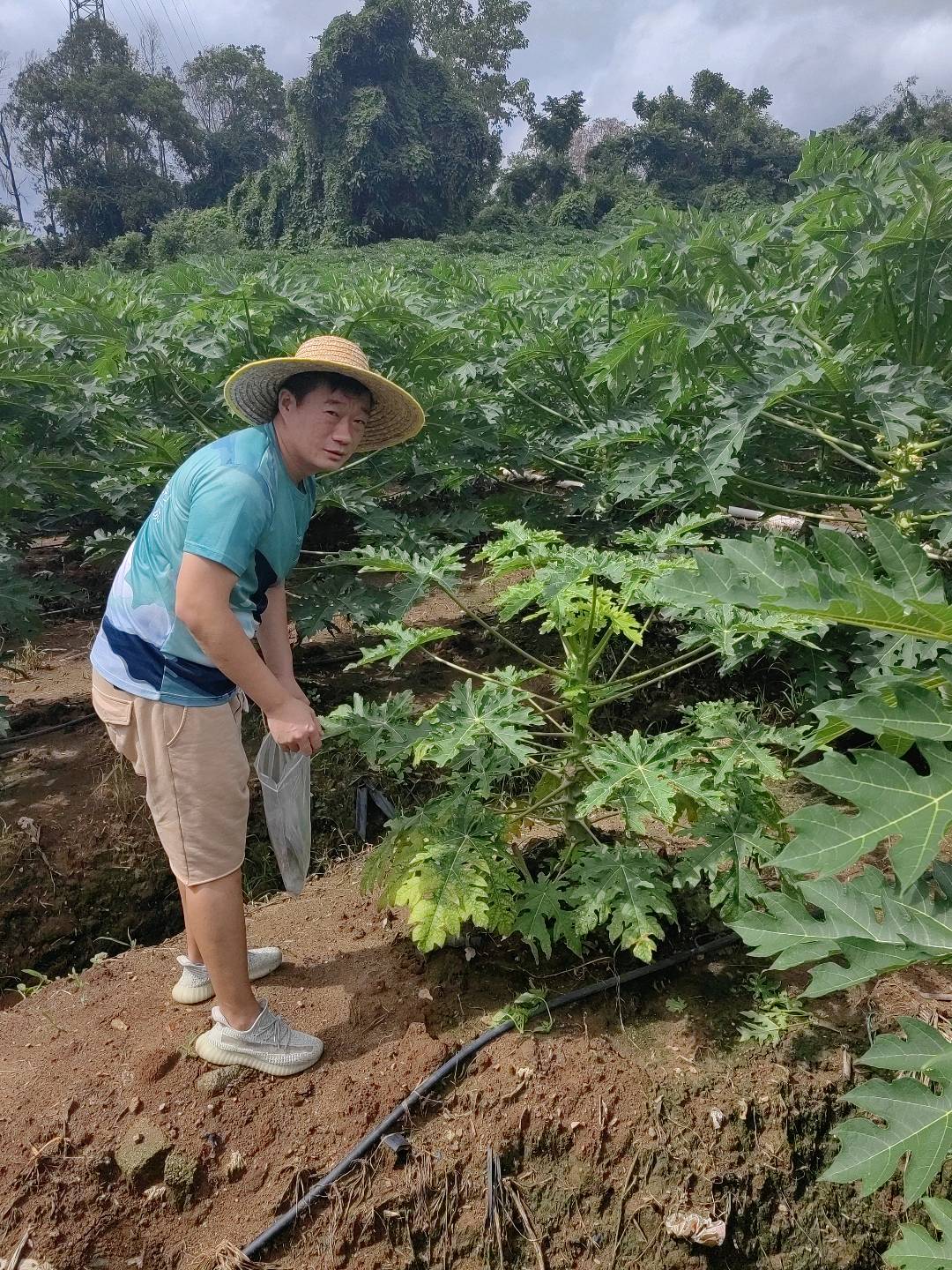 番木瓜环斑病毒