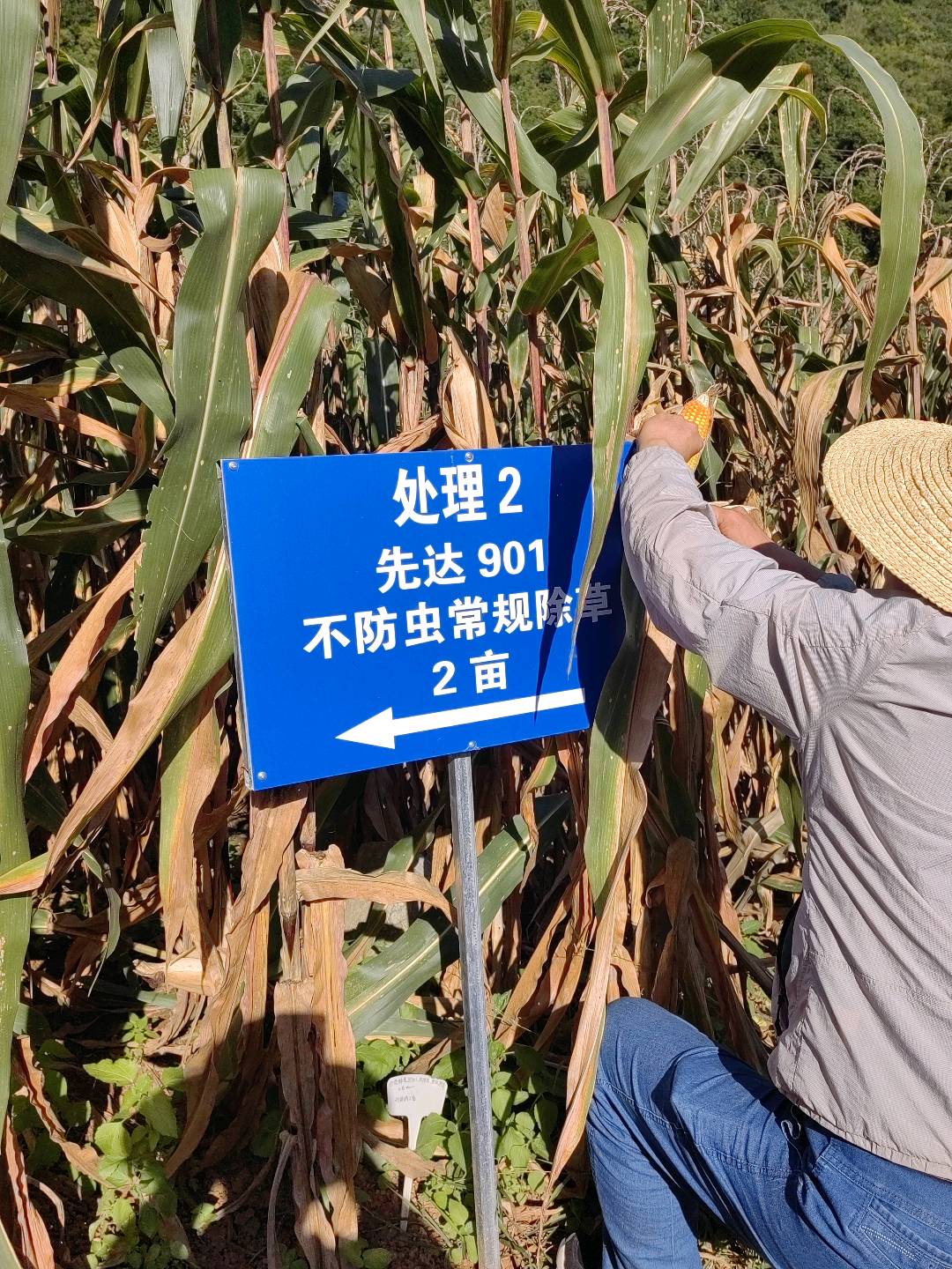 玉米自生苗