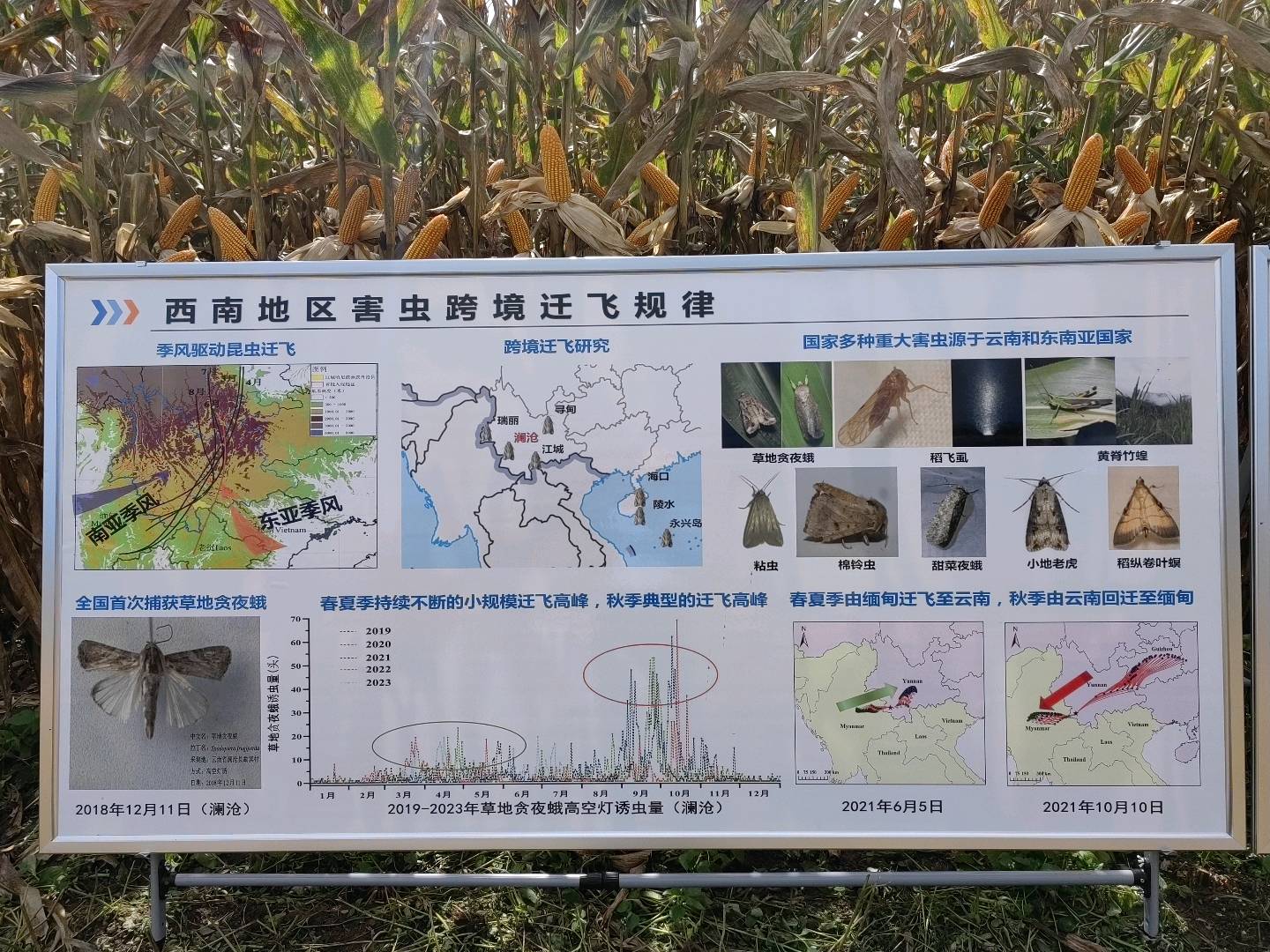 转基因玉米