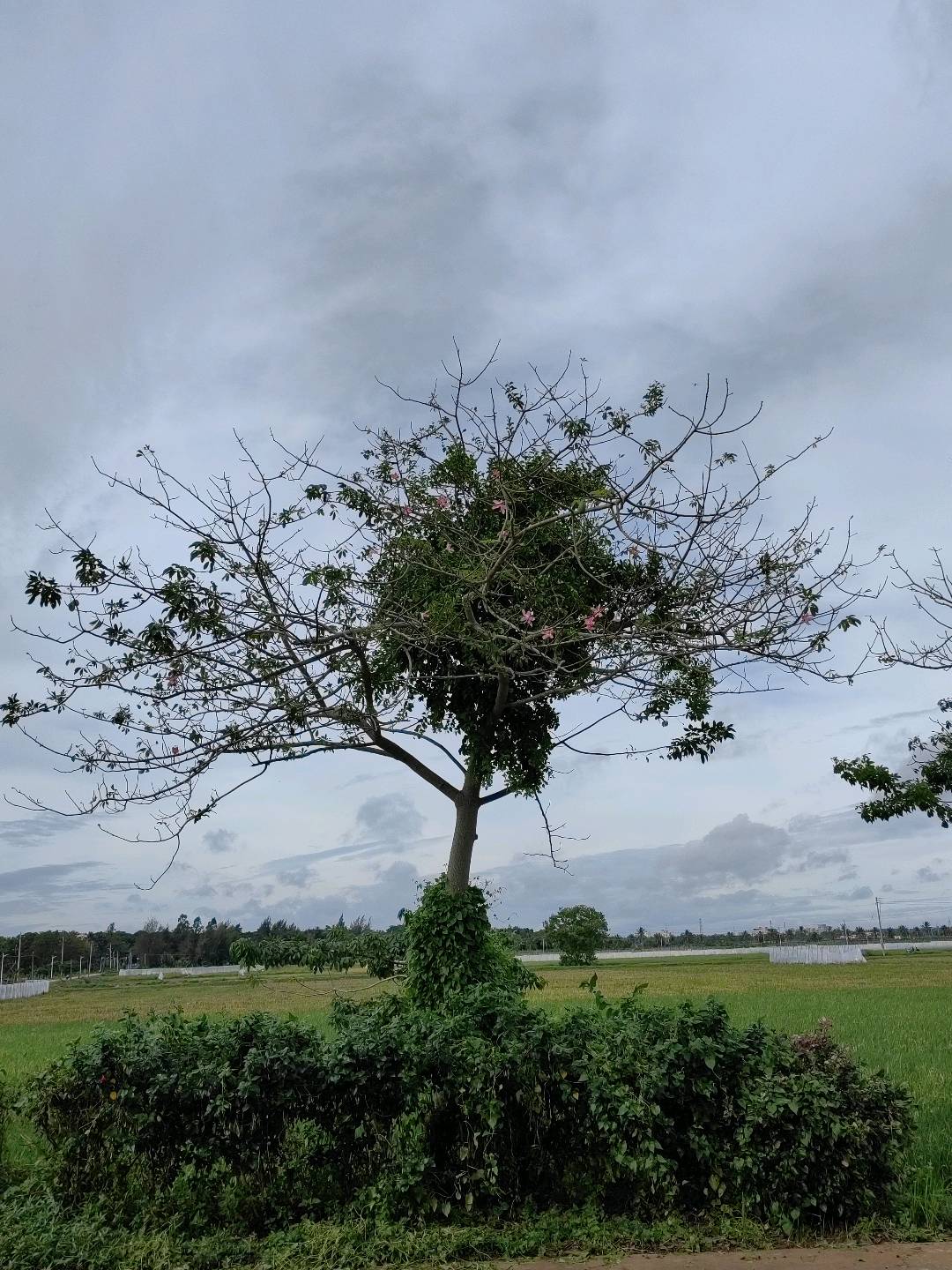 寄生
