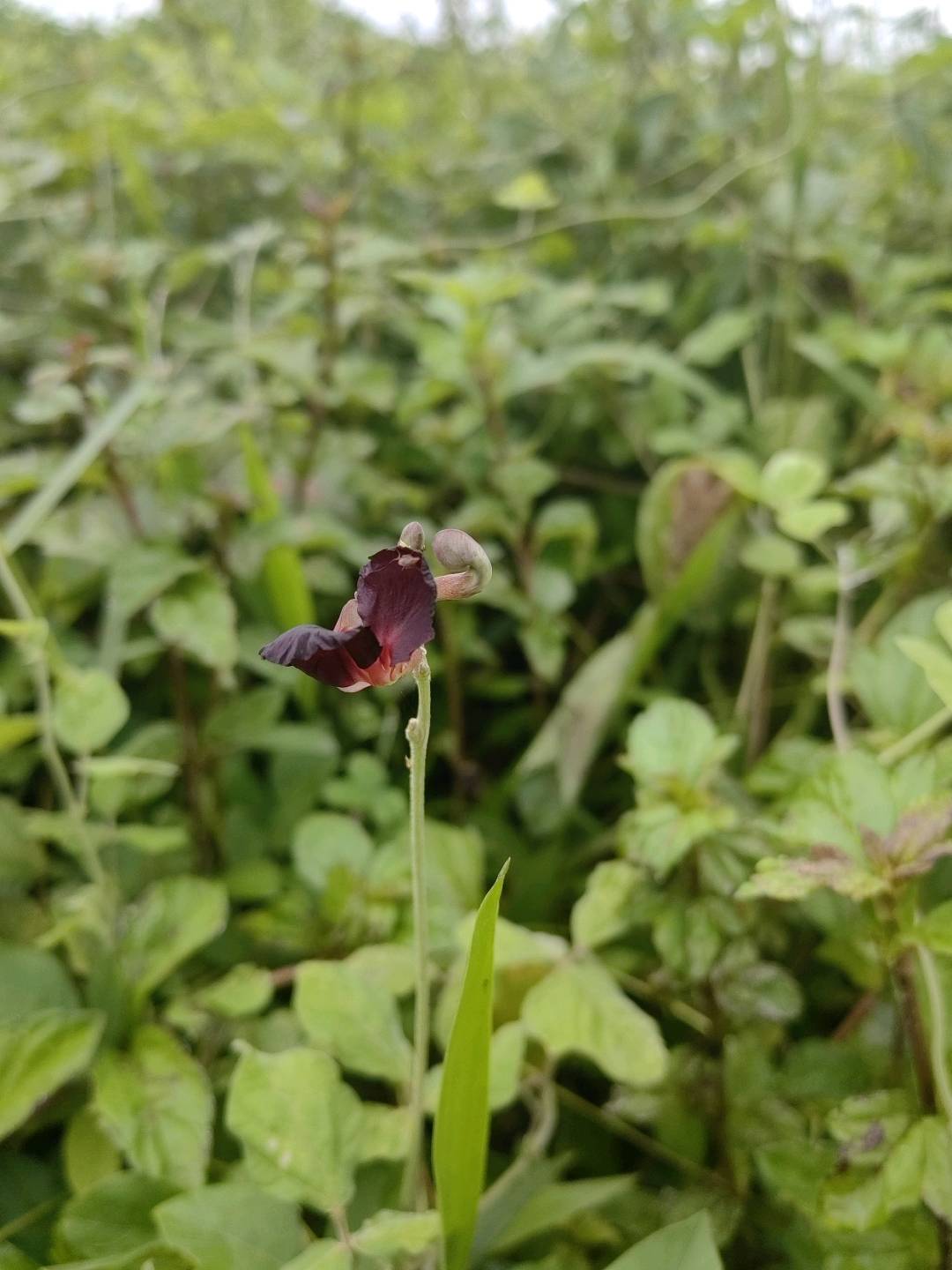 紫花大翼豆