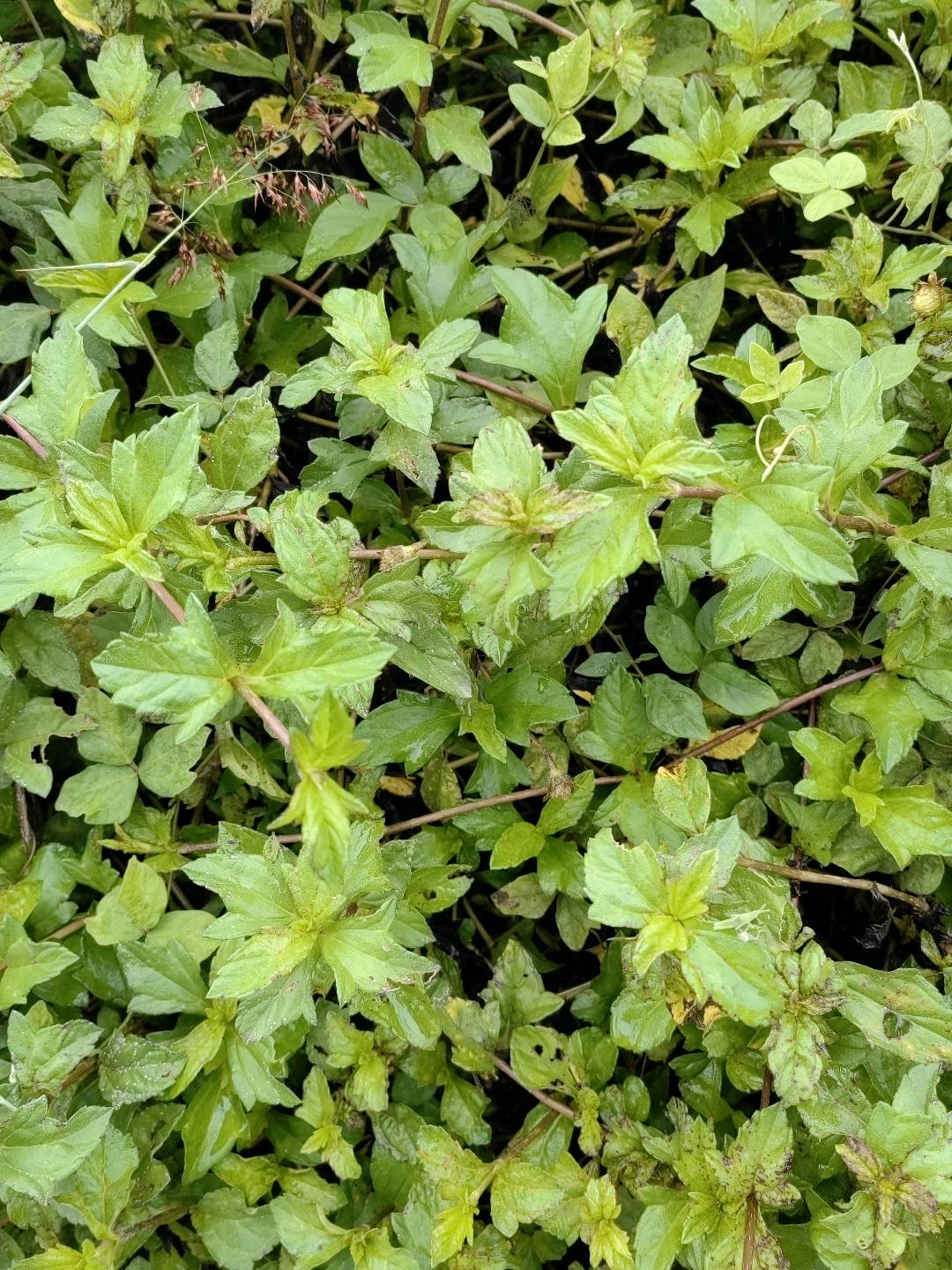 南美蟛蜞菊
