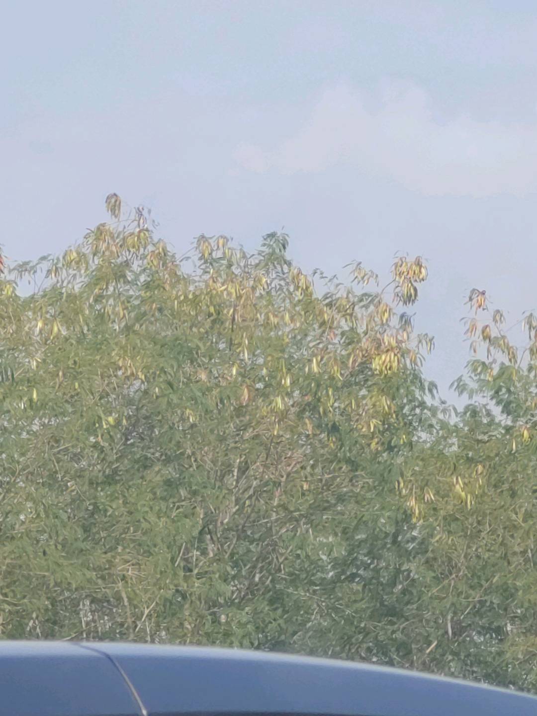 光荚含羞草