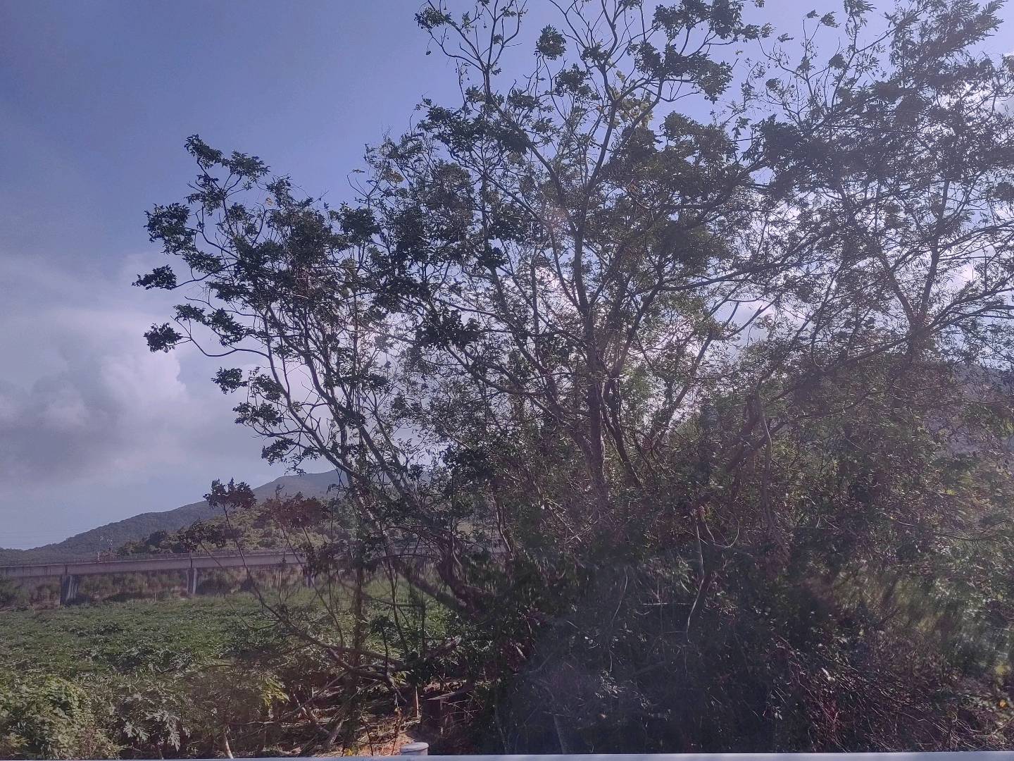 光荚含羞草
