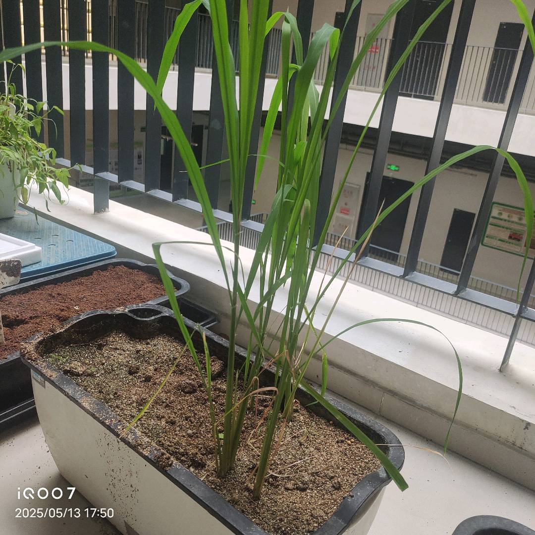 水稻根结线虫