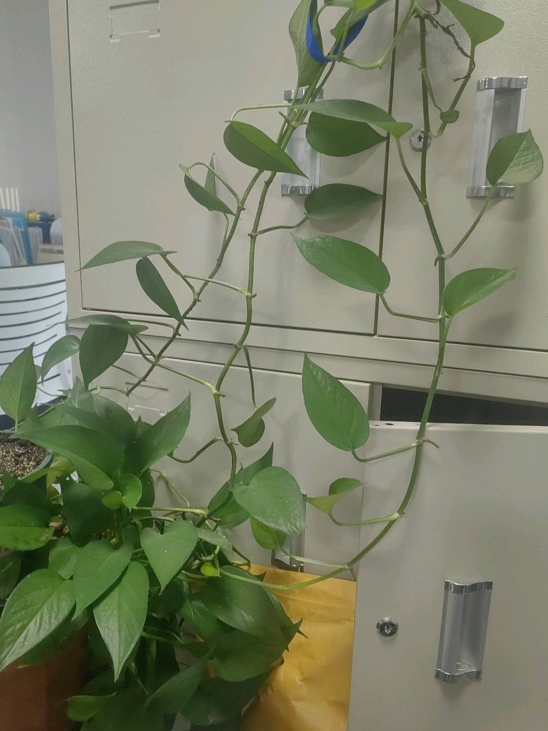 水稻根结线虫